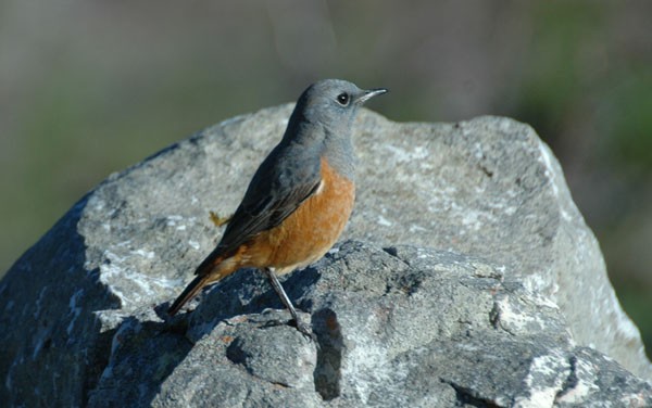 Sentinel Rock-Thrush