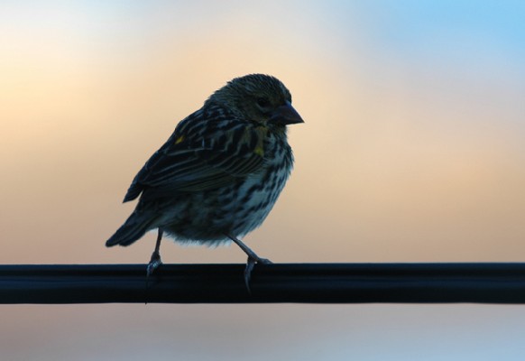 Yellow Bishop
