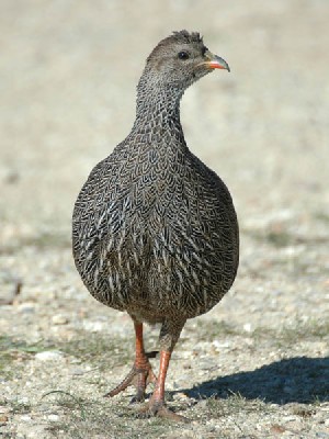 Cape Francolin
