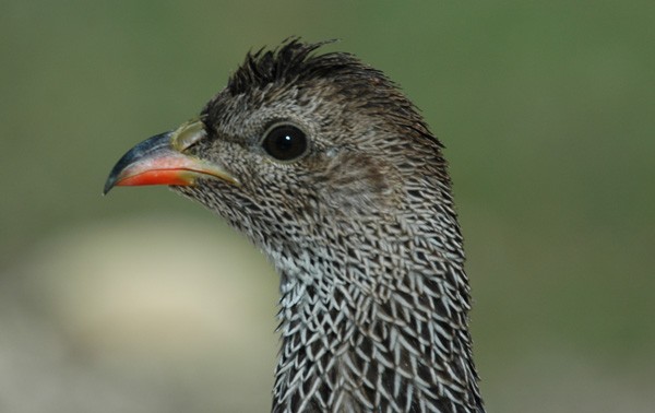 Cape Francolin