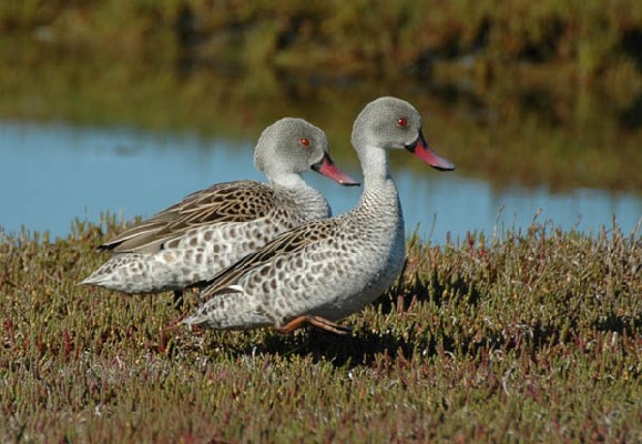Cape Teal