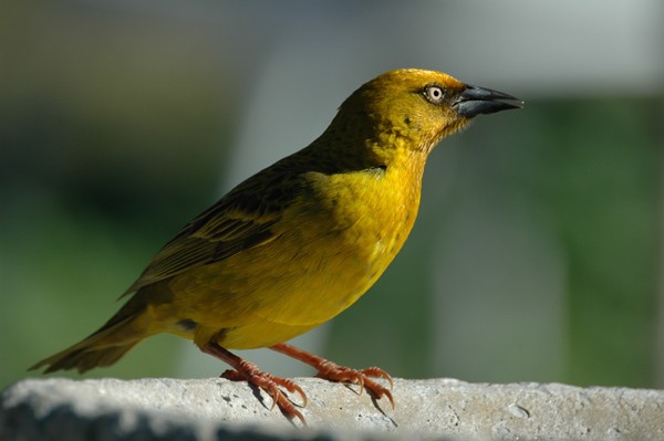 Cape Weaver