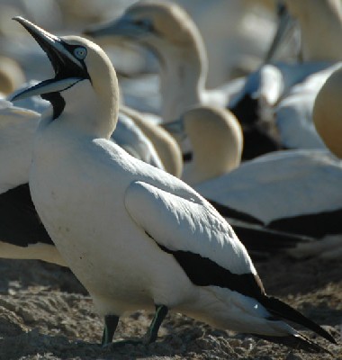 Cape Gannet