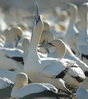 Cape Gannet