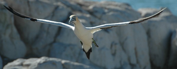Cape Gannet landing