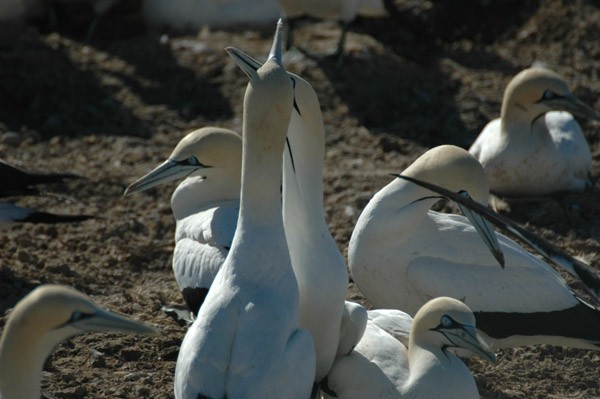 Cape Gannet