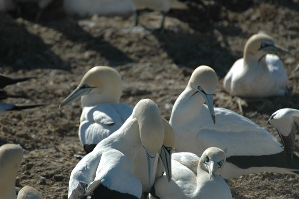 Cape Gannet