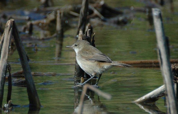 Common Reed Warbler