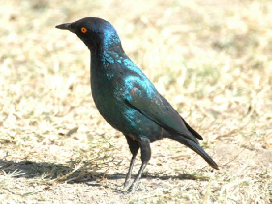 Cape Glossy Starling