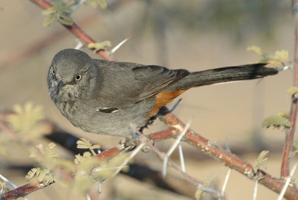 Chestnut-vented Warbler