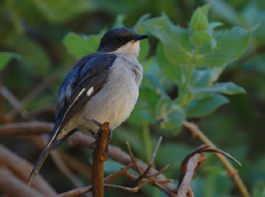 Fiscal Flycatcher