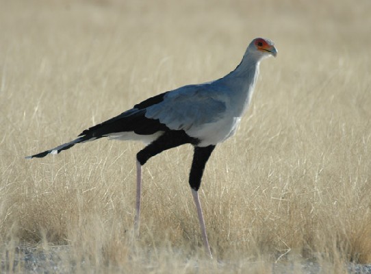 Secretary Bird