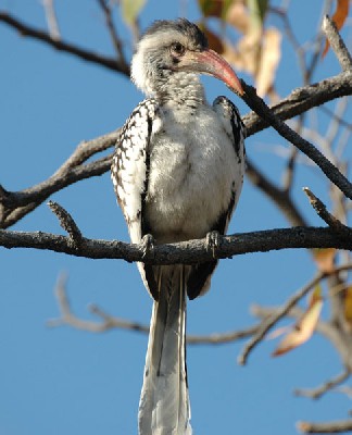 Damara Red-billed Hornbill