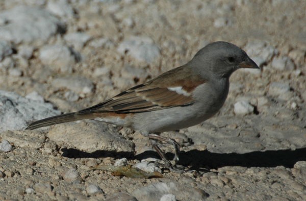 Southern Grey-headed Sparrow