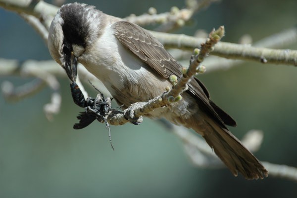 Southern White-crowned Shrike