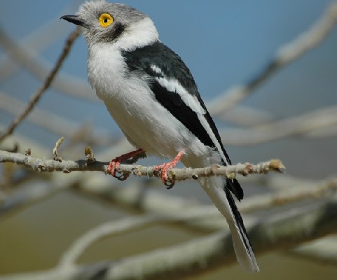 White Helmet-Shrike