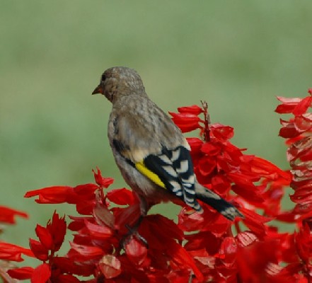 European Goldfinch spp parva