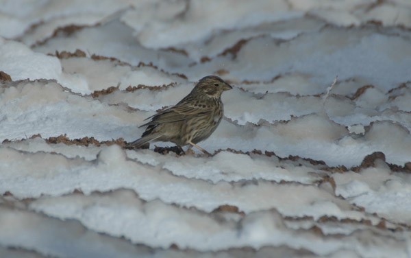 Corn Bunting