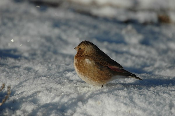 Crimson-winged Finch