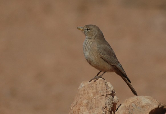 Desert Lark spp payni
