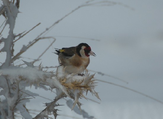 European Goldfinch