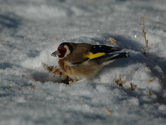 European Goldfinch
