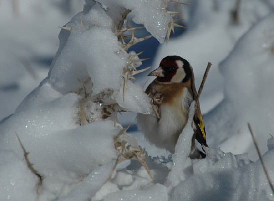 European Goldfinch