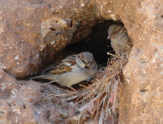 House Sparrows