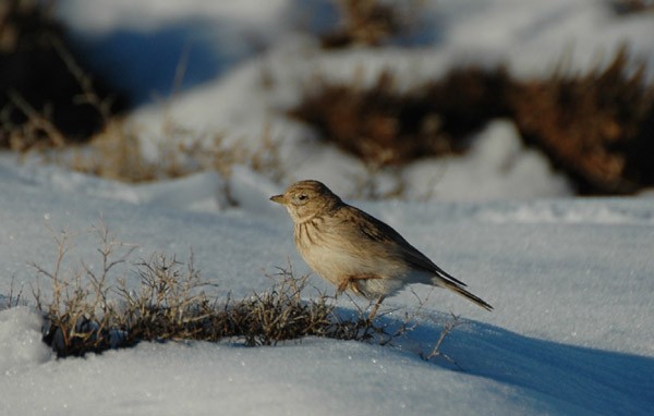 Lesser Short-toed Lark spp minor