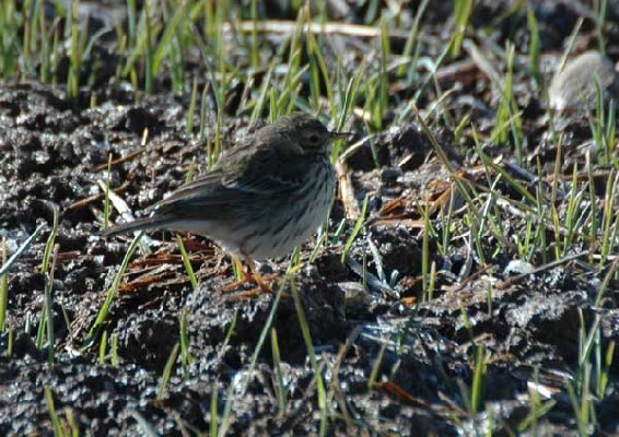 Meadow Pipit