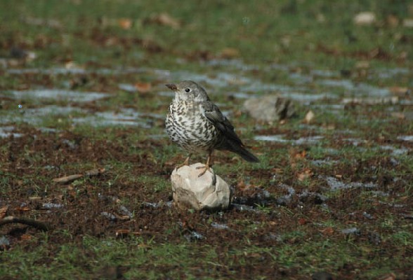 Mistle Thrush