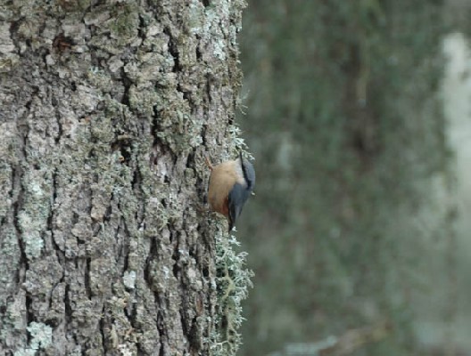 Eurasian Nuthatch