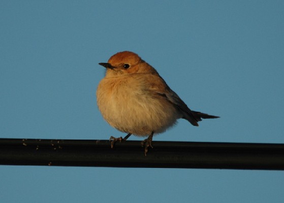 Red-rumped Wheatear