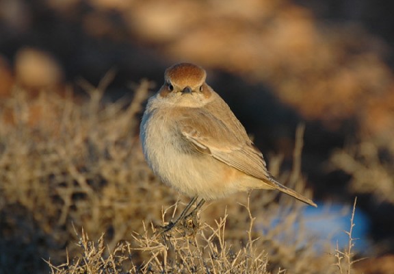 Red-rumped Wheater