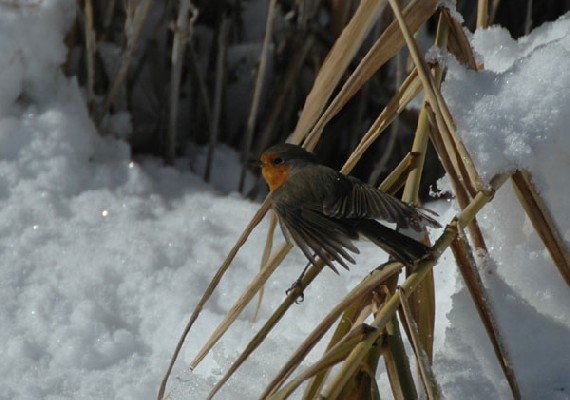 European Robin