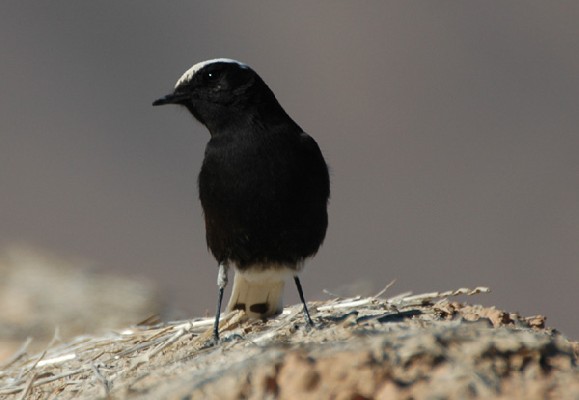 White-crowned Black Wheatear