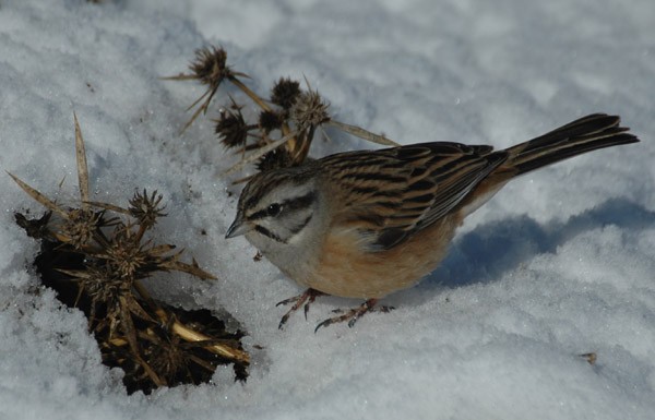 European Rock Bunting