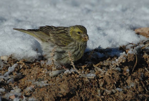 European Serin