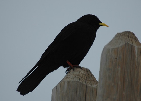Alpine Chough