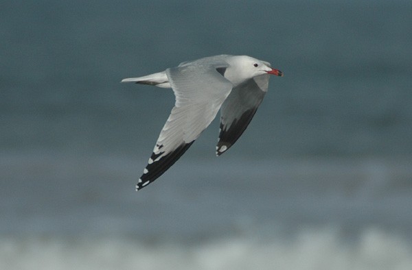 Audouin's Gull