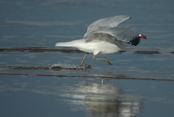 Audouin's Gull