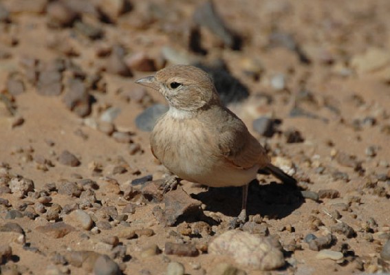 Bar-tailed Lark