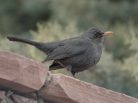 Eurasian Blackbird