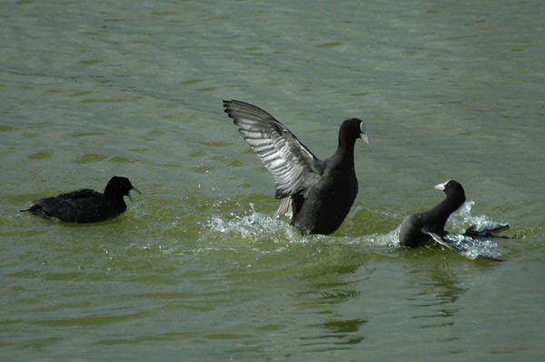 Eurasian Coots