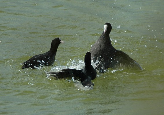 Eurasian Coots