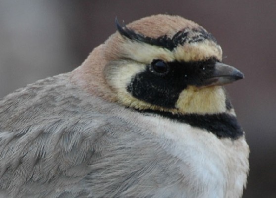 Horned Lark