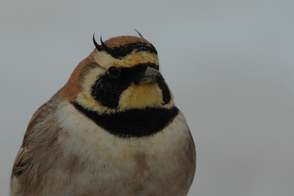 Horned Lark