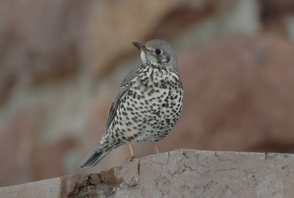 Mistle Thrush