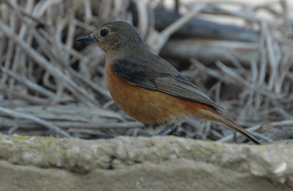 Moussier's Redstart