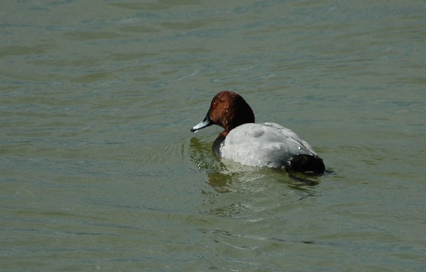 Common Pochard